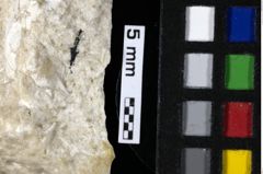 Foto (Detailansicht) von Decapoda indet. (NHMW-GEO-1990-0041-0200b)